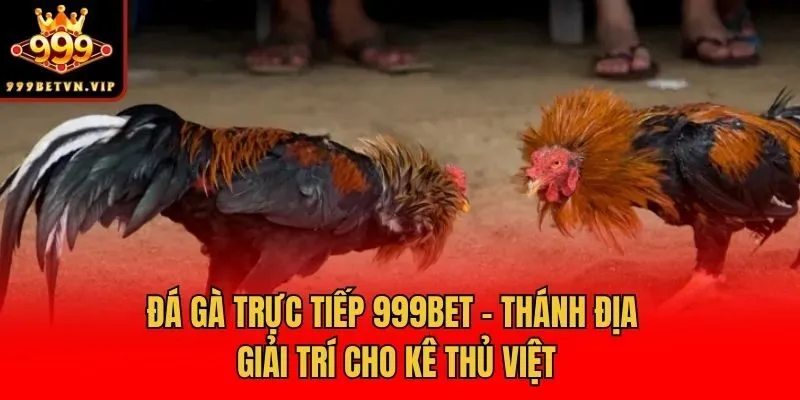Đá gà trực tiếp 999bet - Thánh địa giải trí cho kê thủ Việt