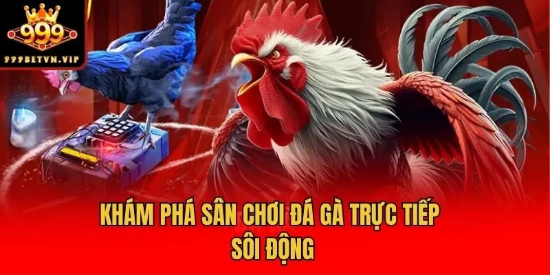 Khám phá sân chơi đá gà trực tiếp sôi động