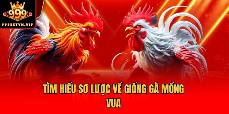 Tìm hiểu sơ lược về giống gà Mồng Vua